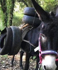 Sentiero del Tracciolino